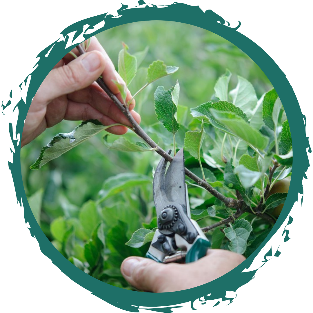 Get Your Community Growing: Top Tips For Fruit Care