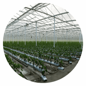 greenhouse